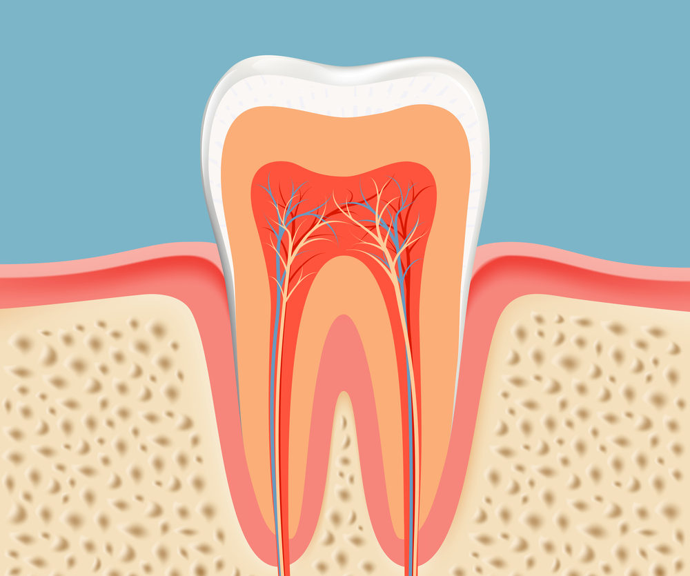 Root Canals